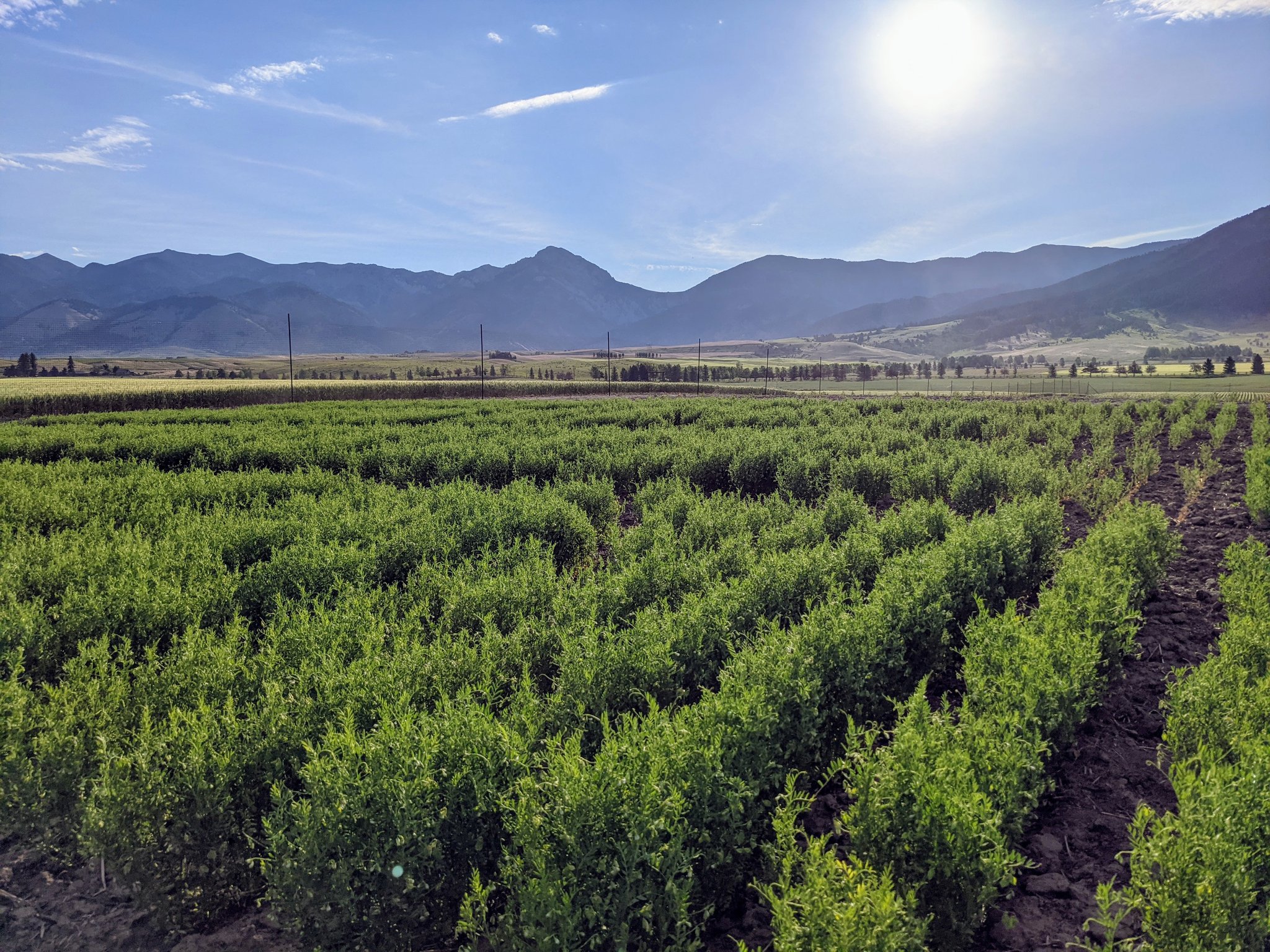 Photo of the 2021 lentil study field with mountains in the background