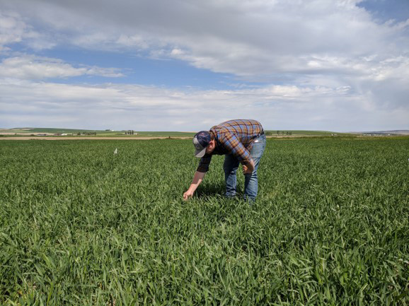Decorative photo of a man tending to a field of grass