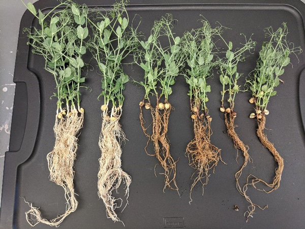 Photo of 6 plants, showing the progression of disease from one plant to the next