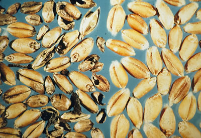 close-up photo of infected grain kernels