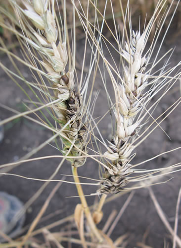 photo of a winter wheat head that is howing signs of drawrf bunt