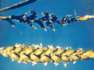 photo of grain kernels that are showing signs of loose smut