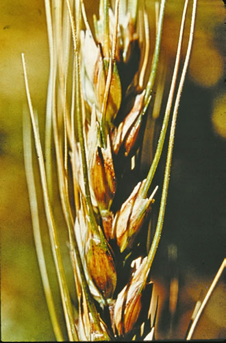 photo of a wheat head that is showing signs of melanism
