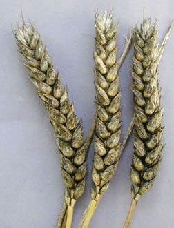 photo of wheat heads that are showing signs of sooty mold