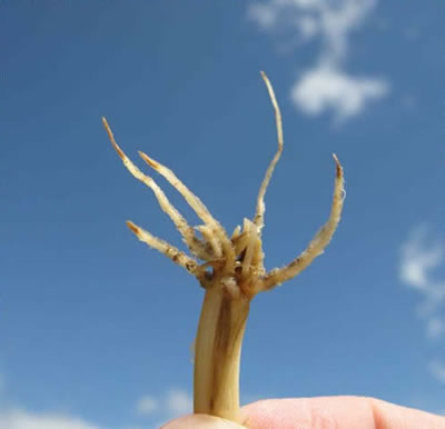 close-up photo of a root