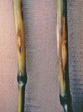 another close-up photo of lesions on stems