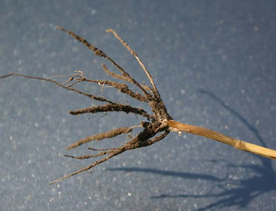 close-up photo of a root system that is showing a brown discoloration