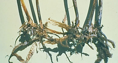 close-up photo of a root system that's showing a black discoloration