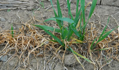 photo of a young plant that is displaying symptoms of snow mold